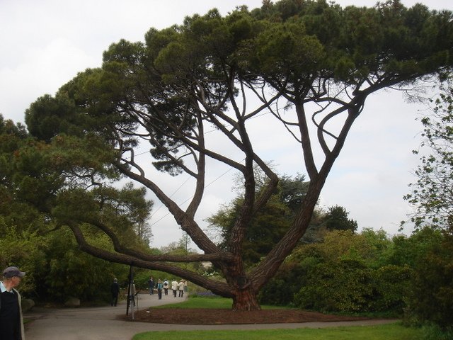 Pinus pinea